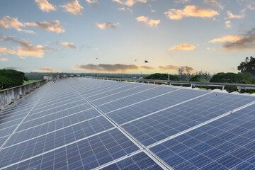 a group of pigeons sat and flew over the surface of the panels. The pigeons also made dirtyness by pooping and reduced the efficiency of solar cells, maintenance concepts, soft focus.