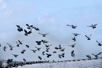 a group of pigeons sat and flew over the surface of the panels. The pigeons also made dirtyness by pooping and reduced the efficiency of solar cells, maintenance concepts, soft focus.