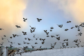 a group of pigeons sat and flew over the surface of the panels. The pigeons also made dirtyness by pooping and reduced the efficiency of solar cells, maintenance concepts, soft focus.