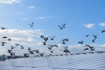 a group of pigeons sat and flew over the surface of the panels. The pigeons also made dirtyness by pooping and reduced the efficiency of solar cells, maintenance concepts, soft focus.