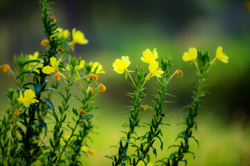 Obraz premium Yellow flowers blooming at night, evening primrose, beauty exists in nature