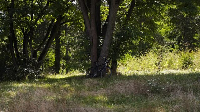 bike in front of trees in the forest