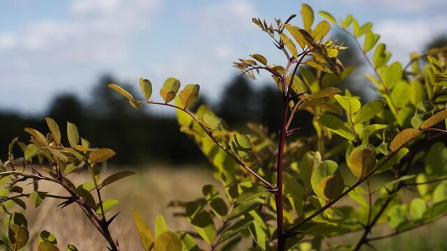 Robinier faux-acacia dans un champs en &eacute;t&eacute;