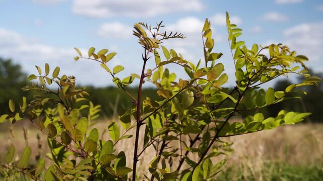 Robinier faux-acacia dans un champs en &eacute;t&eacute;