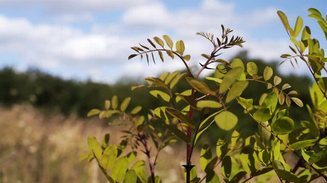 Robinier faux-acacia dans un champs en &eacute;t&eacute;