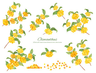 水彩で描いた金木犀のベクターイラスト素材