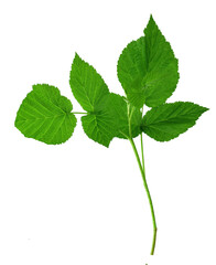 raspberry leaves. Botanical design elements. Medicinal plant. Herbal medicine. Isolated on transparent, png