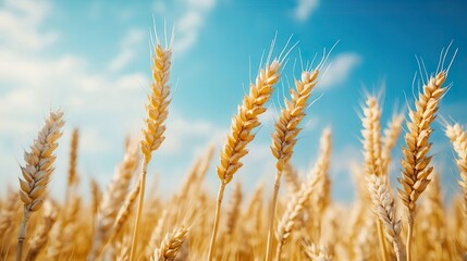 Obraz premium Golden wheat field stretching under a clear blue sky ideas for rustic-themed wallpaper backgrounds