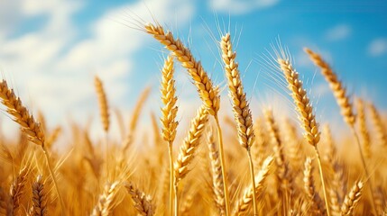 Fototapeta premium Expansive golden wheat field with a bright blue sky perfect for nature-inspired and rustic wallpapers