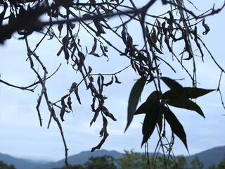 branches against blue sky