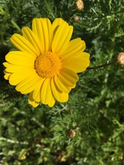 yellow flower in the garden