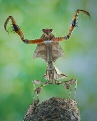 Potrait dead leaf mantis deroplatys lobata