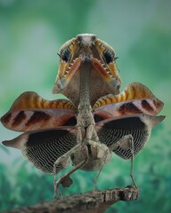 Potrait dead leaf mantis deroplatys lobata