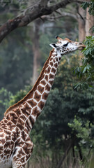 Obraz premium A giraffe reaching high into a tree to eat fresh green leaves, showcasing its long neck and distinctive spotted coat.