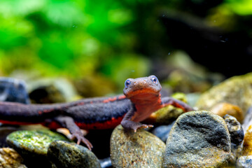 アカハライモリのアップ