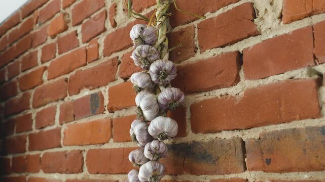 Allium garlic dried rows braid