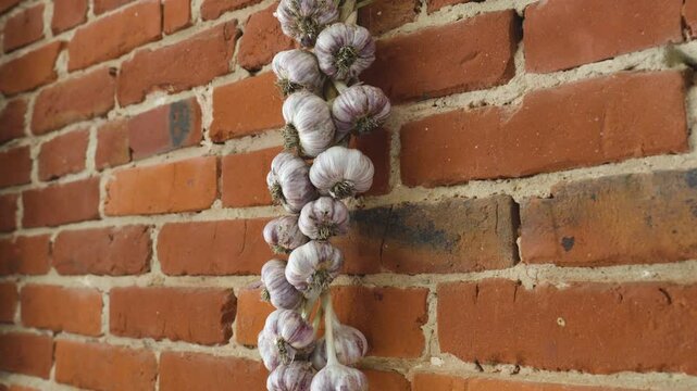 Allium garlic dried rows braid