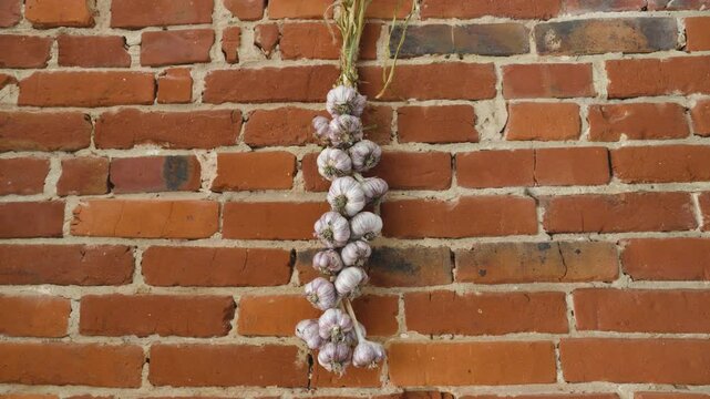 Allium garlic dried rows braid