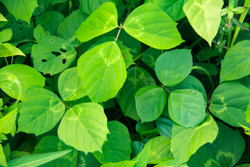 Centrosema virginianum is a climbing plant that grows wild