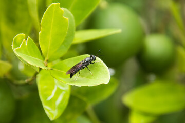 Hermetia illucens or black soldier fly perched on a leaf