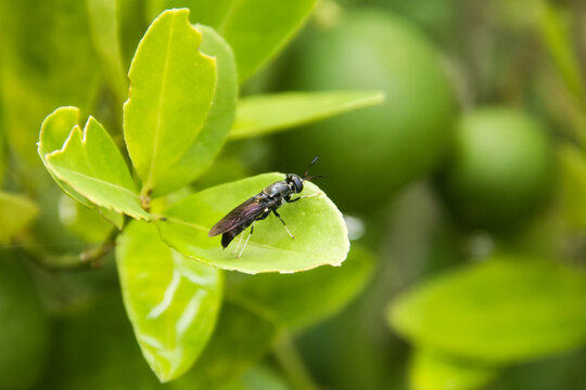 Hermetia illucens or black soldier fly perched on a leaf - Powered by Adobe