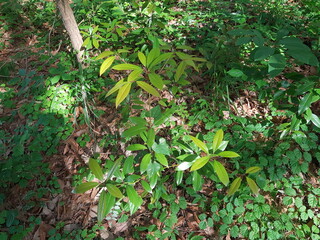 Image of a flowering zelkova tree on the trail at Deokjeong Park