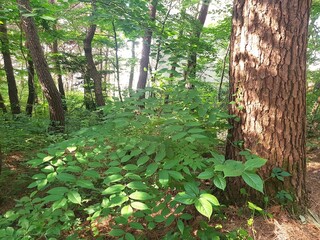 Image of a blooming lacquer tree on the trail at Deokjeong Park