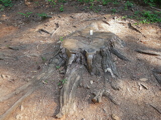 Image of a cut down old tree on the trail at Deokjeong Park