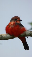 Vermilion Flycatcher: Pyrocephalus rubinus rubinus