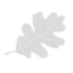 blurry shadow of oak and maple leaves. For autumn backgrounds and advertising banners.png