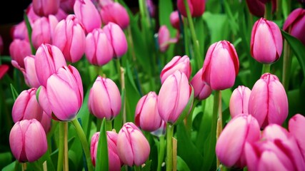 Pink tulip flower blossom botanical garden beautiful petal floral green park. Pink blooming amazing landscape spring gardening. Colourful tulips sunny blossom bloom plant flower field.