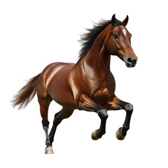 Obraz premium Brown Horse Running on White Background Isolated, transparent background, PNG file