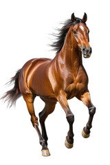 Obraz premium Running Brown Horse on White Background Isolated., transparent background, PNG file