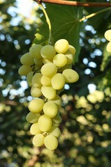 Fresh green grapes growing in vineyard outdoors