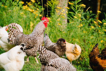 Rooster with hens