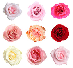 Many beautiful roses isolated on white, set