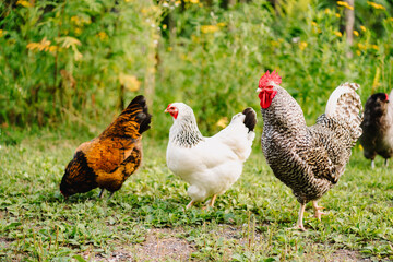 Rooster with hens