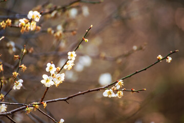 White cherry blossom Pastel flower floral soft nature bloom blurred background. Romance flower plum tree botanical bloom spring season. Beauty Cherry blossom petals plant beautiful Flowering garden