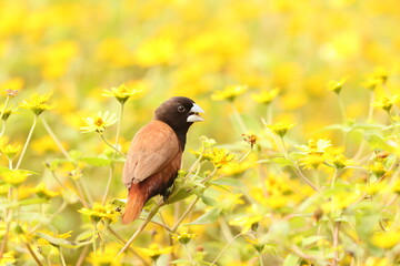 The chestnut munia or black-headed munia (Lonchura atricapilla jagori) is a small passerine. This photo was taken in Sulawesi, Indonesia.