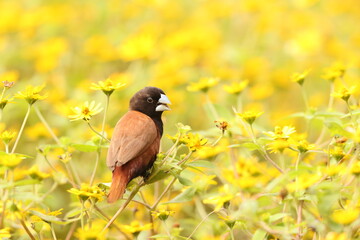 The chestnut munia or black-headed munia (Lonchura atricapilla jagori) is a small passerine. This photo was taken in Sulawesi, Indonesia.