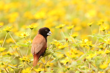 The chestnut munia or black-headed munia (Lonchura atricapilla jagori) is a small passerine. This photo was taken in Sulawesi, Indonesia.