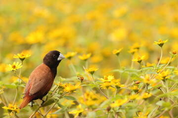 The chestnut munia or black-headed munia (Lonchura atricapilla jagori) is a small passerine. This photo was taken in Sulawesi, Indonesia.