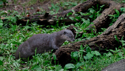 Asian River Otter Playing on a Log