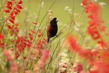 The chestnut munia or black-headed munia (Lonchura atricapilla jagori) is a small passerine. This photo was taken in Sulawesi, Indonesia.