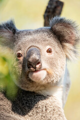 The northern koala, sometimes incorrectly called the koala bear, is an arboreal herbivorous marsupial native to Australia.