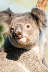 Obraz premium The northern koala, sometimes incorrectly called the koala bear, is an arboreal herbivorous marsupial native to Australia.