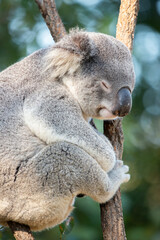 The northern koala, sometimes incorrectly called the koala bear, is an arboreal herbivorous marsupial native to Australia.