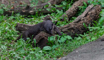 Asian River Otter Playing on a Log