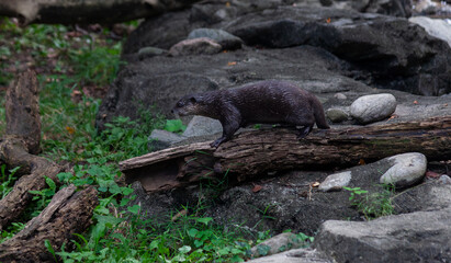 Asian River Otter Playing on a Log