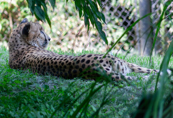 Cheetah Laying in the Grass
